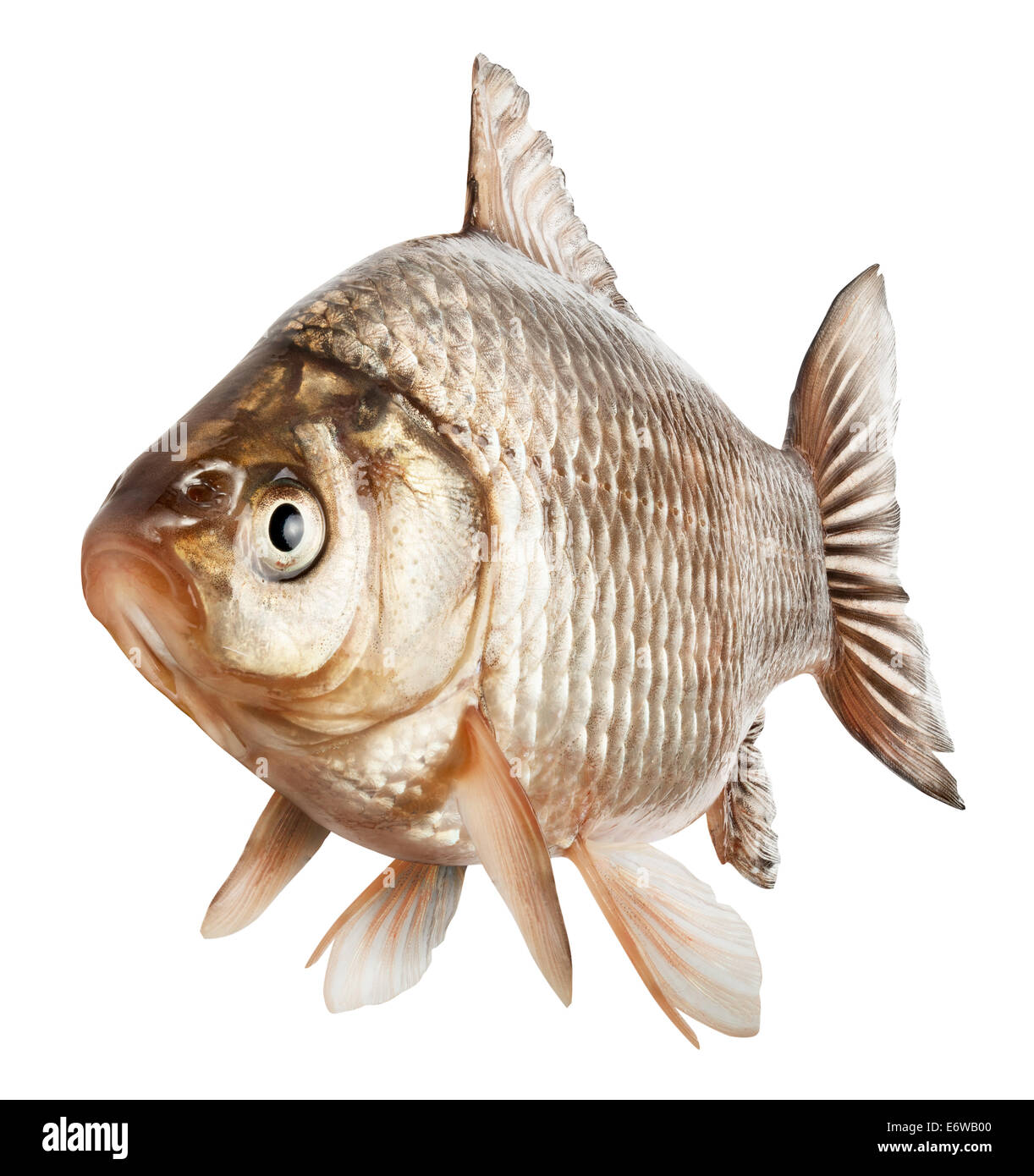 Karausche Fisch isoliert auf einem weißen Hintergrund. Clipping-Pfad Stockfoto