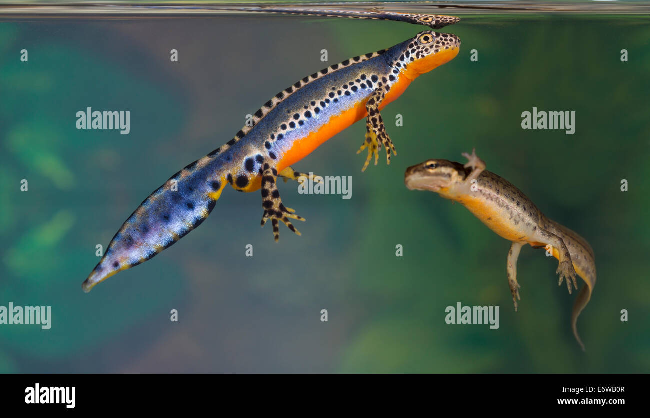 Bergmolch alpenmolch (triturus alpestris) -Fotos und -Bildmaterial in ...
