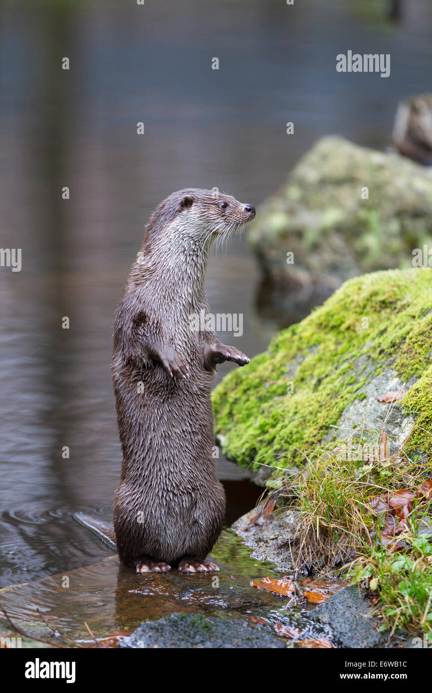 Eurasische Fischotter eurasische Fischotter europäischer Fischotter Fischotter Lutra lutra Stockfoto