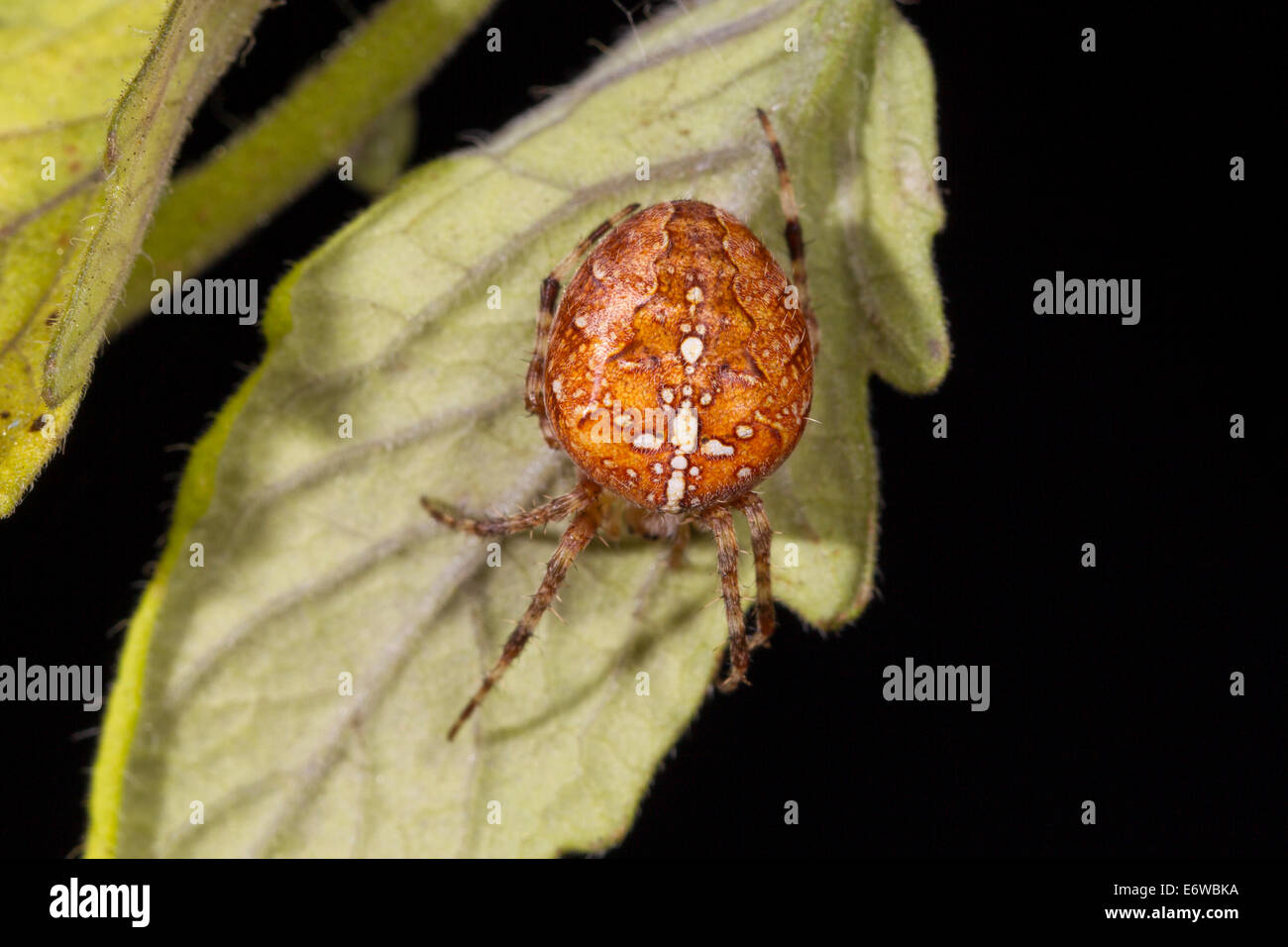 Araneus Diadematus europäischen Kreuzspinne Gartenkreuzspinne Stockfoto