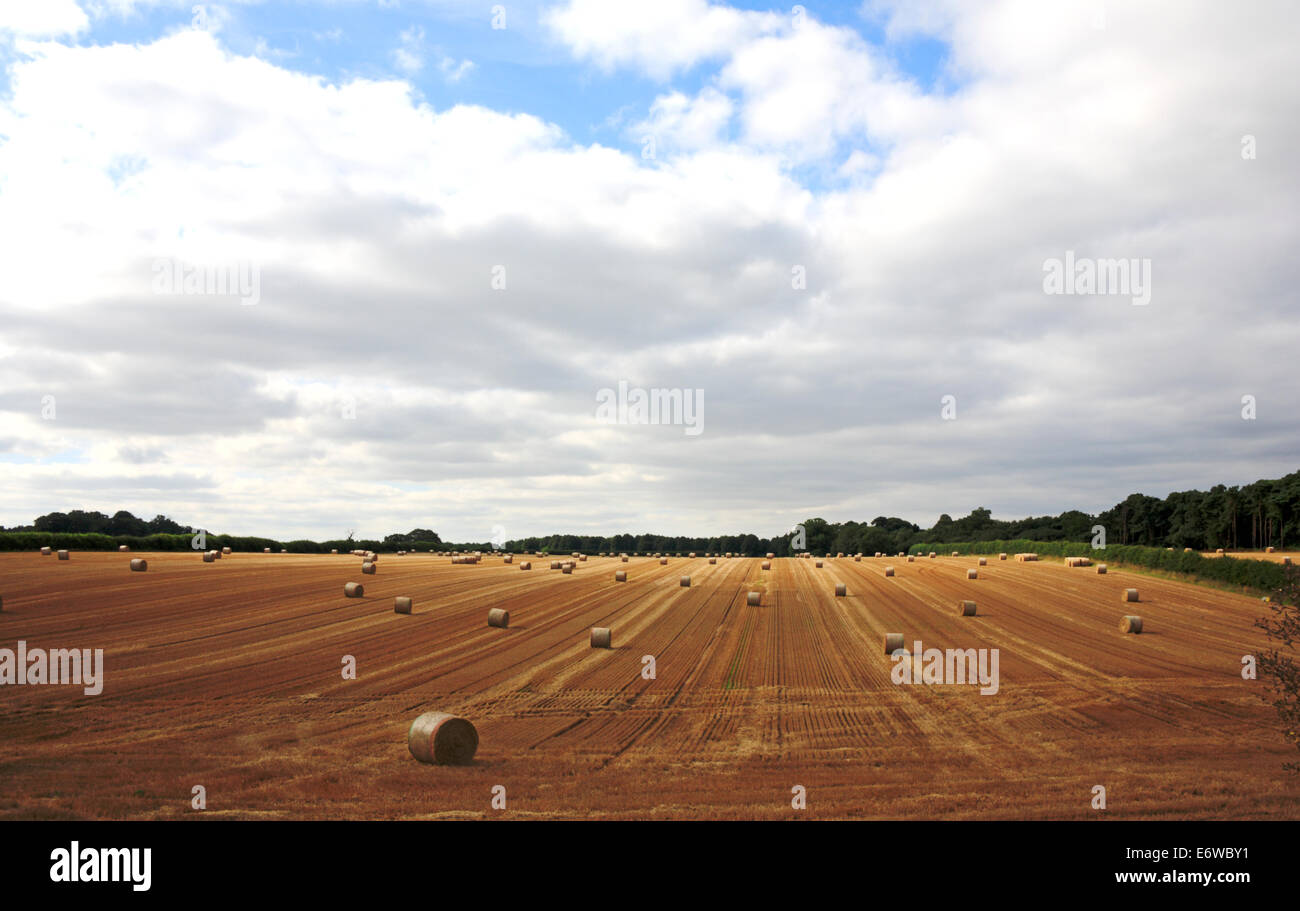 Eine Landschaft in der Norfolk-Landschaft nach der Ernte von Getreide. Stockfoto