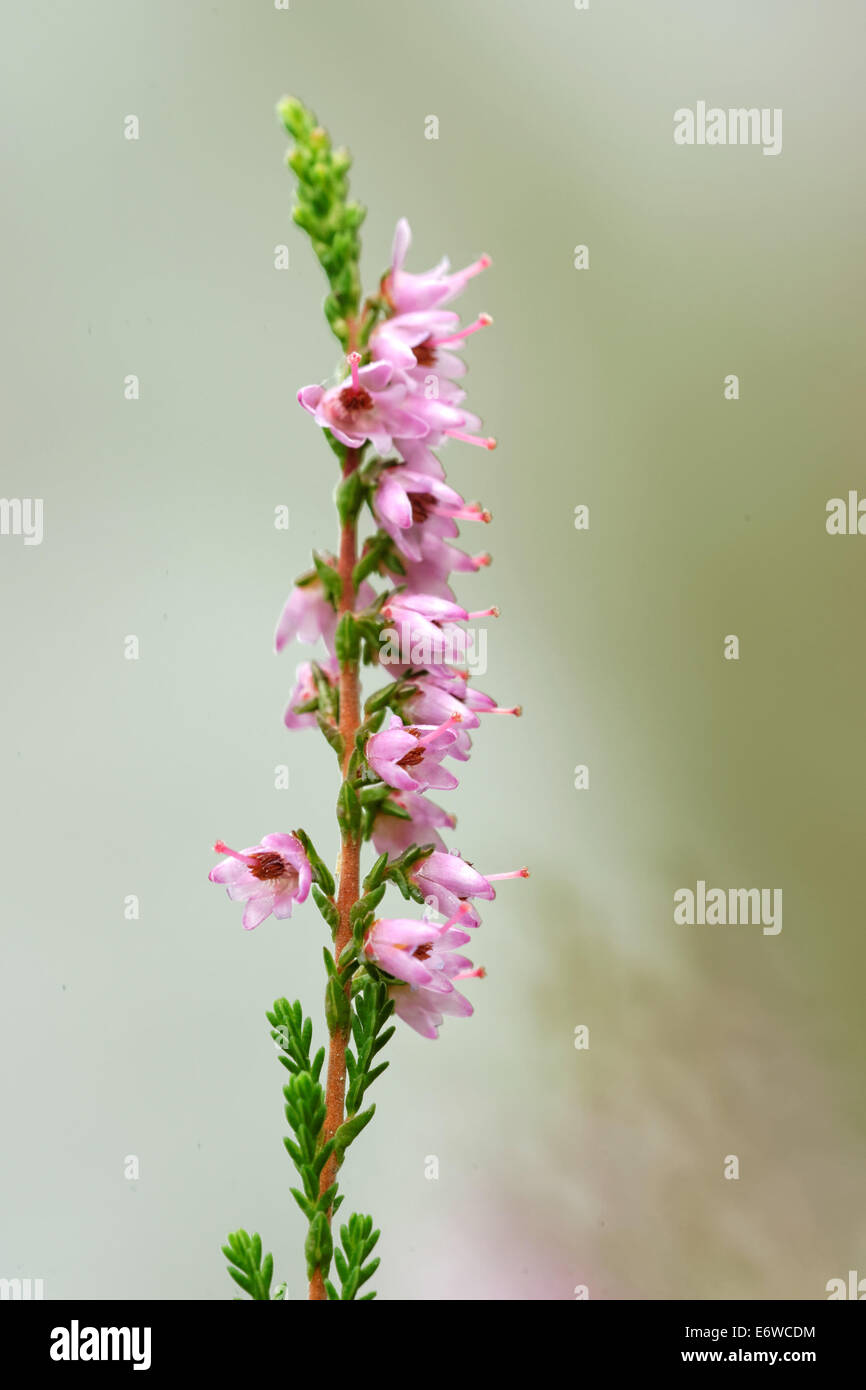 Calluna Vulgaris (bekannt als gemeinsame Heather, Ling, oder einfach nur Heidekraut) ist die einzige Art der Gattung Calluna in der Familie Erica Stockfoto