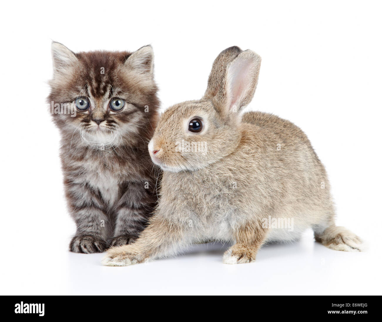 Katze und Kaninchen isoliert auf weißem Hintergrund Stockfoto