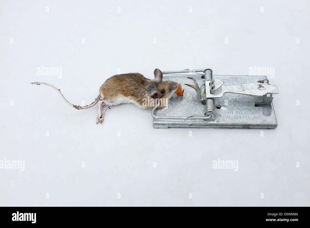 Tote Maus in einer Mausefalle gefangen Stockfoto