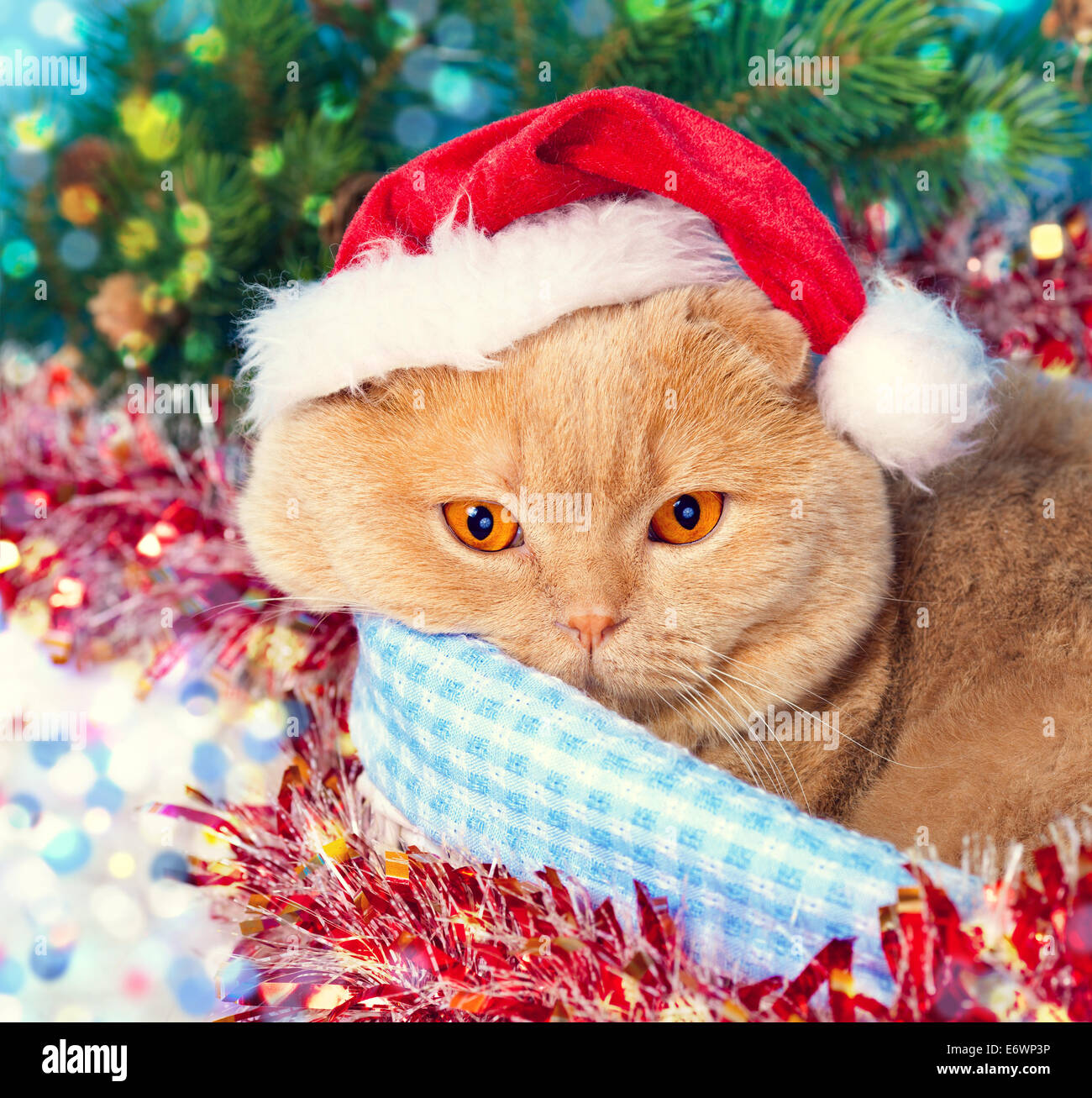 Katze mit Weihnachtsmütze liegen in der Nähe von Schneemann Weihnachten  Hintergrund Stockfotografie - Alamy