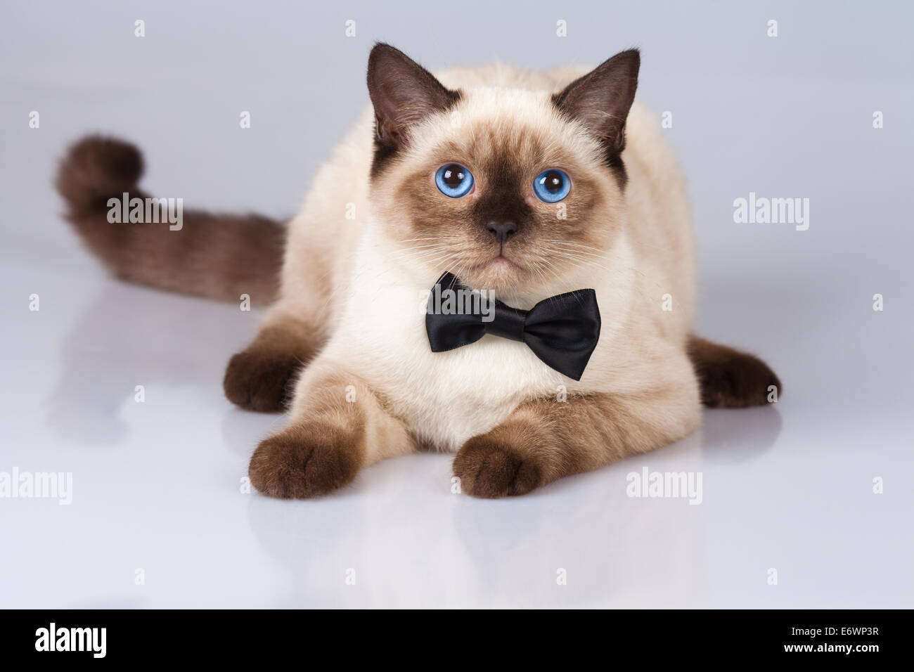 Porträt der niedliche Siamkatze Fliege um den Hals tragen Stockfoto