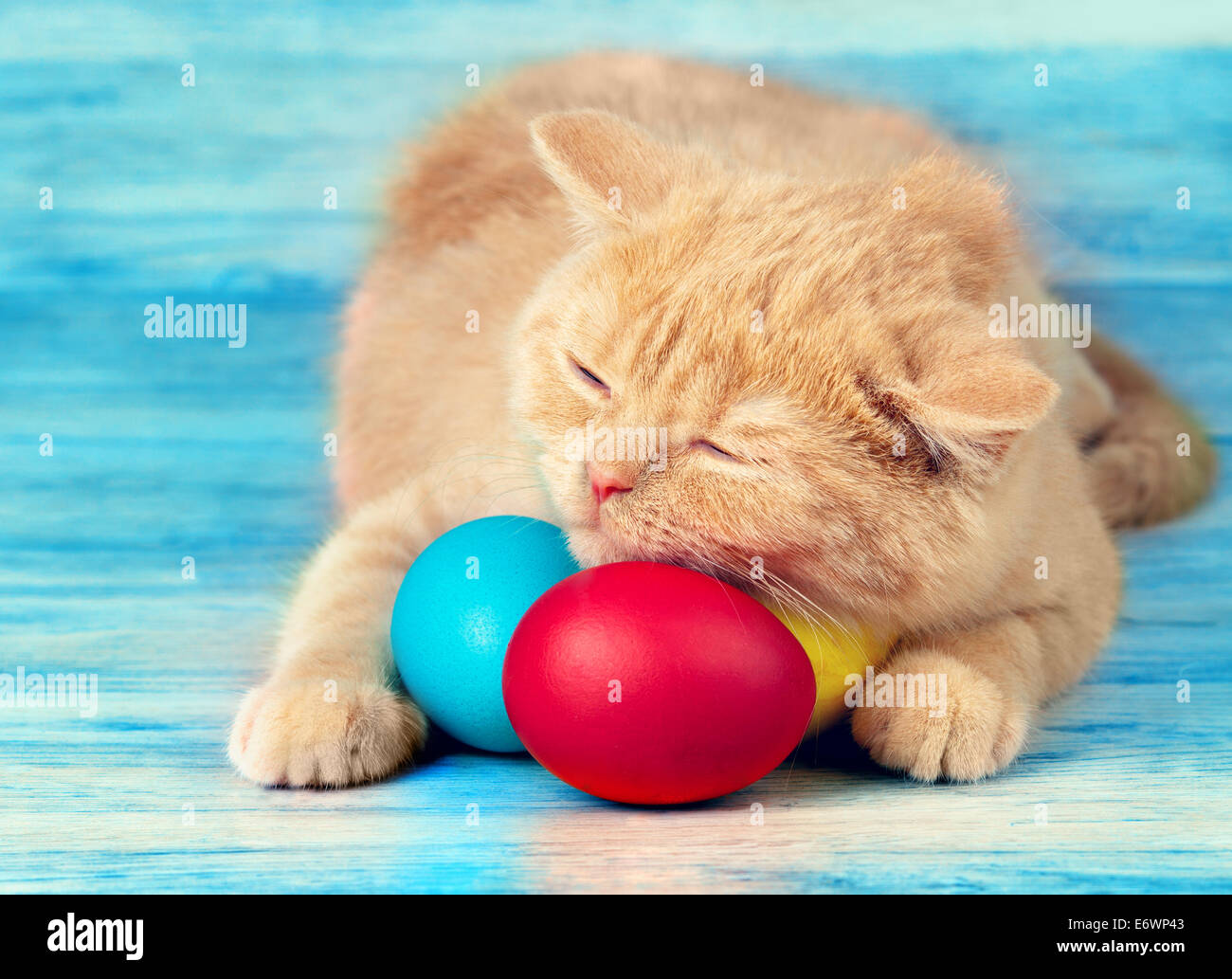 Kleine cremefarbene Katze schlafen auf farbigen Ostereier Stockfoto