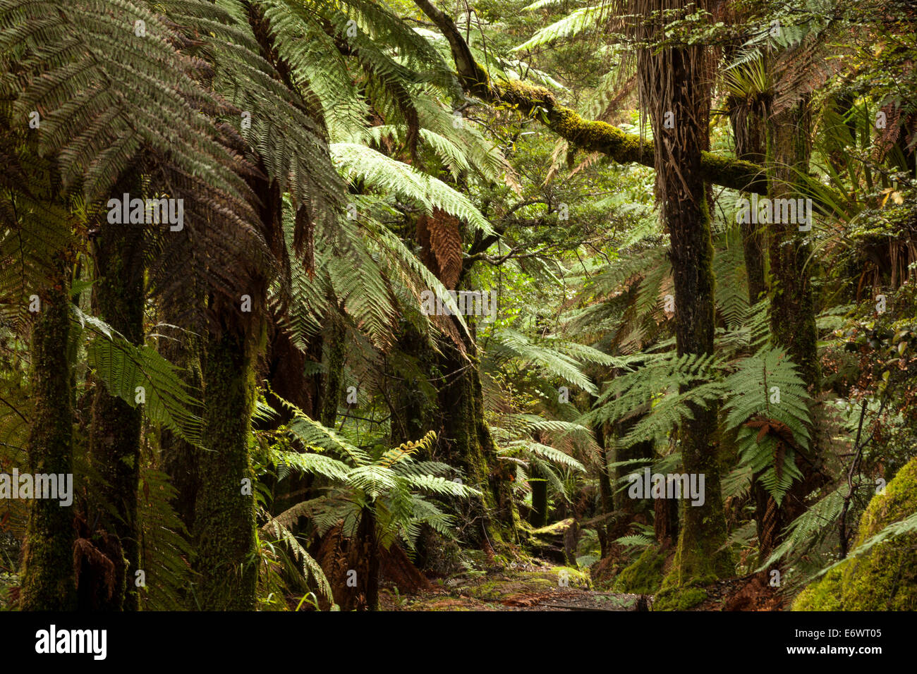 Urwald mit Baumfarnen und Moos bedeckt Podocarps, Kinder von Nebel, Lake Waikaremoana, Te Urewera Nationalpark N Stockfoto