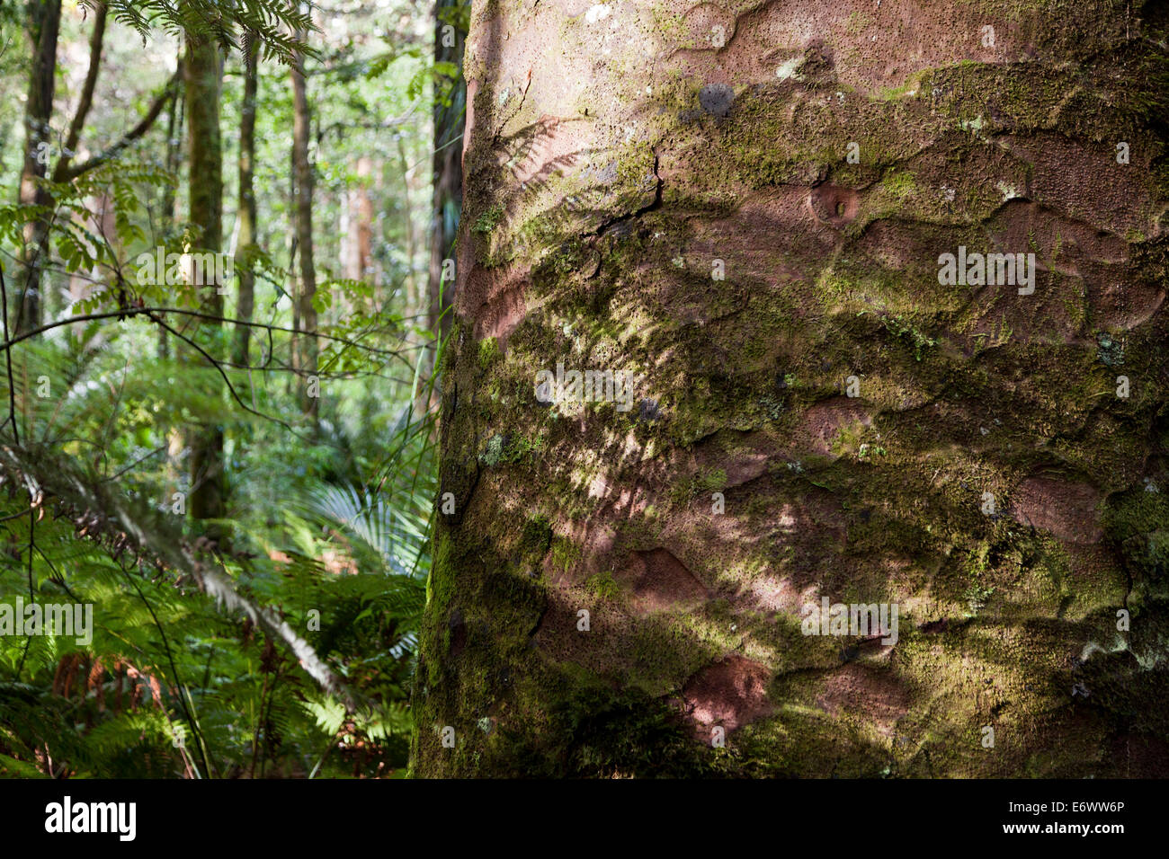 Riesige Kauri-Baum, Rinde, Agathis Australis, Waipoua Forest, North Island, Neuseeland Stockfoto