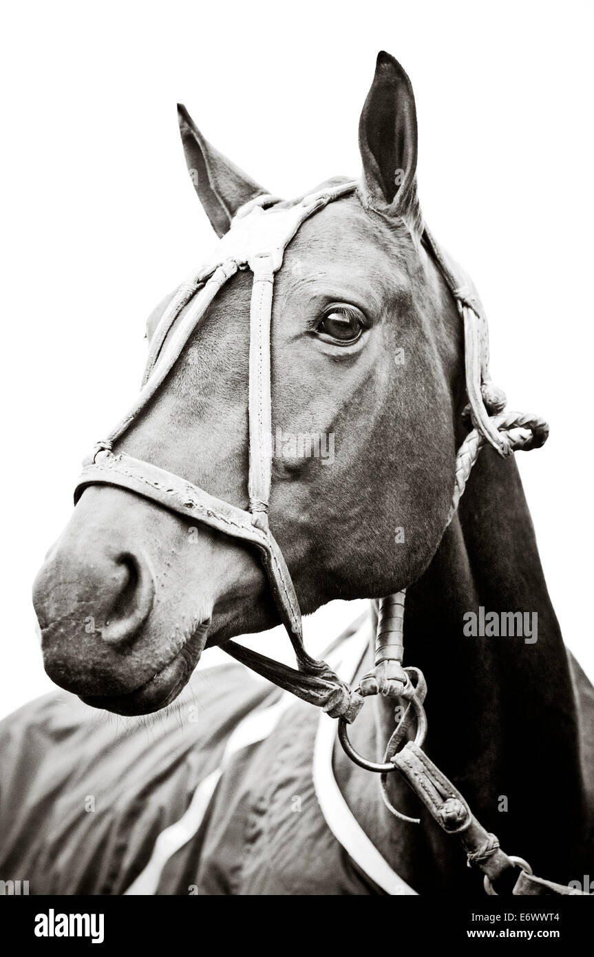 Sepia Porträt eines Polo-Ponys tragen traditionelle Leder Halfter Stockfoto