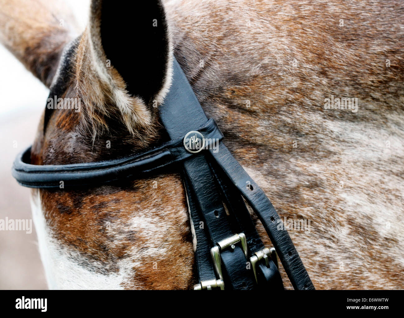 Nahaufnahme einer Braue Band und Ohr und Stirn eines Poly-Ponys Stockfoto