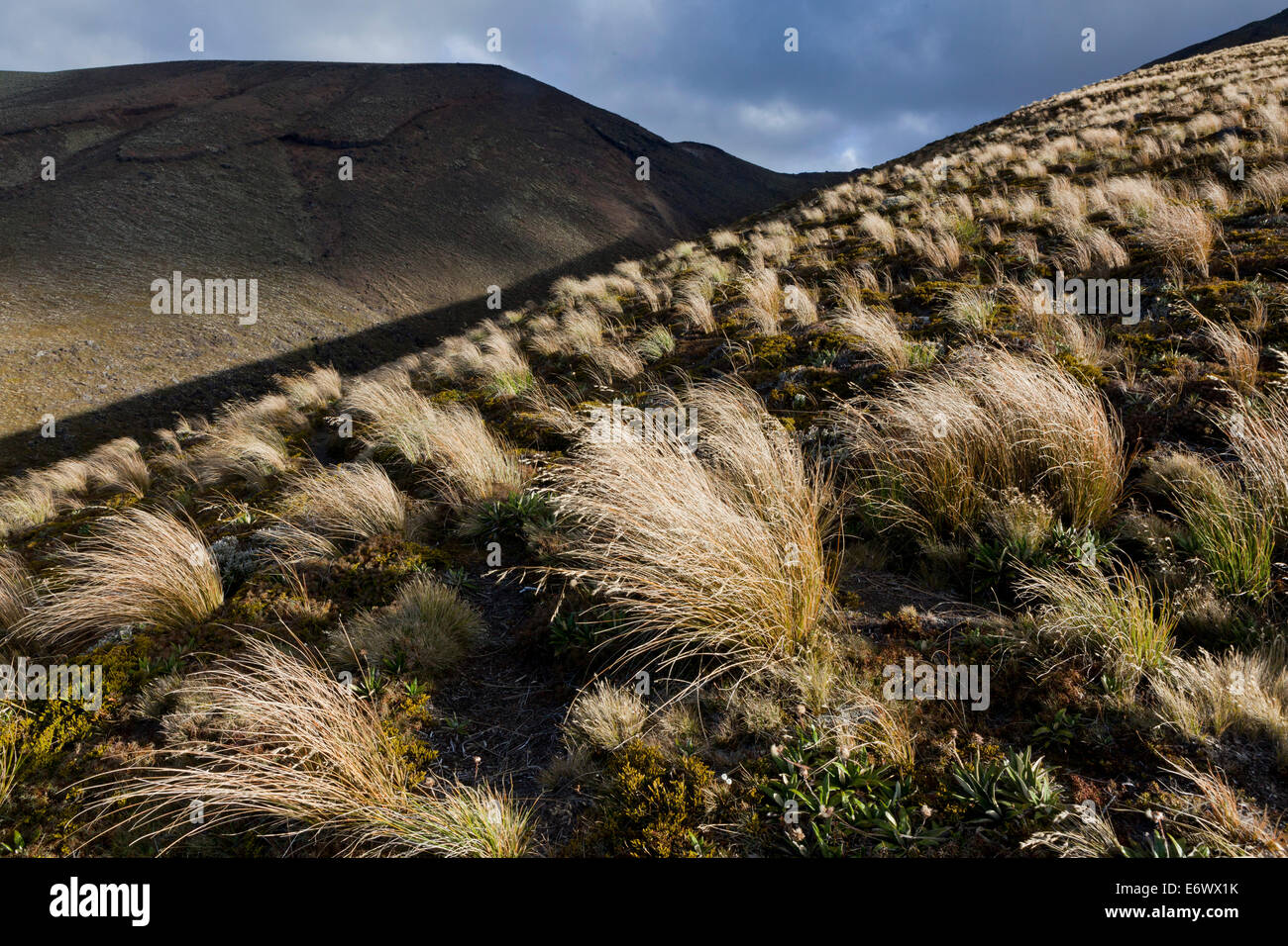 Vulkanische Landschaft, Tongariro Alpine Crossing, Great Walk, Tongariro Nationalpark, Welterbe, Nordinsel, Neuseeland Stockfoto