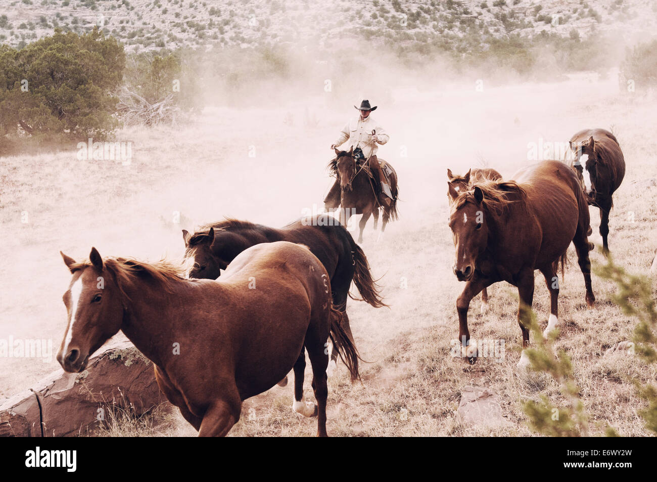 Cowboy läuft auf einer New-Mexico-Ranch in Richtung der Kamera Staubwolke Herde von Zuchtstute Quarter horses Stockfoto