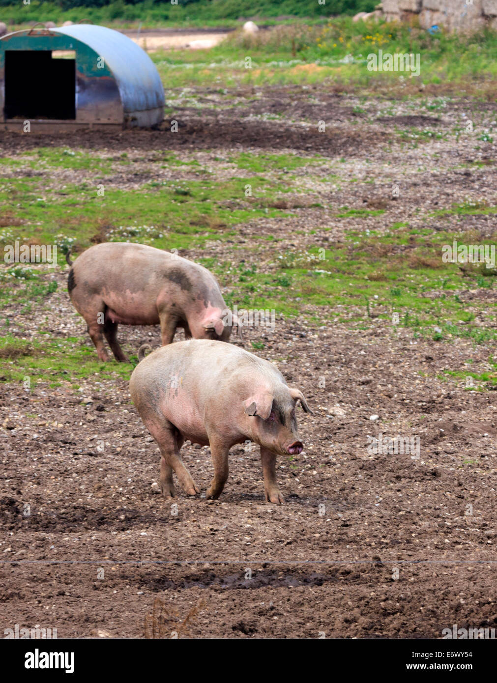 Schweine auf einer Schweinefarm auf Nahrungssuche Stockfoto