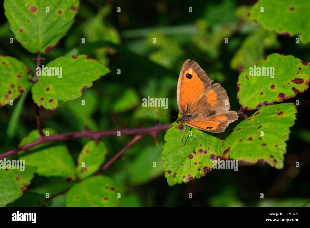 Brauner Schmetterling oder Gatekeeper Pyronia Tithonus absichern Stockfoto