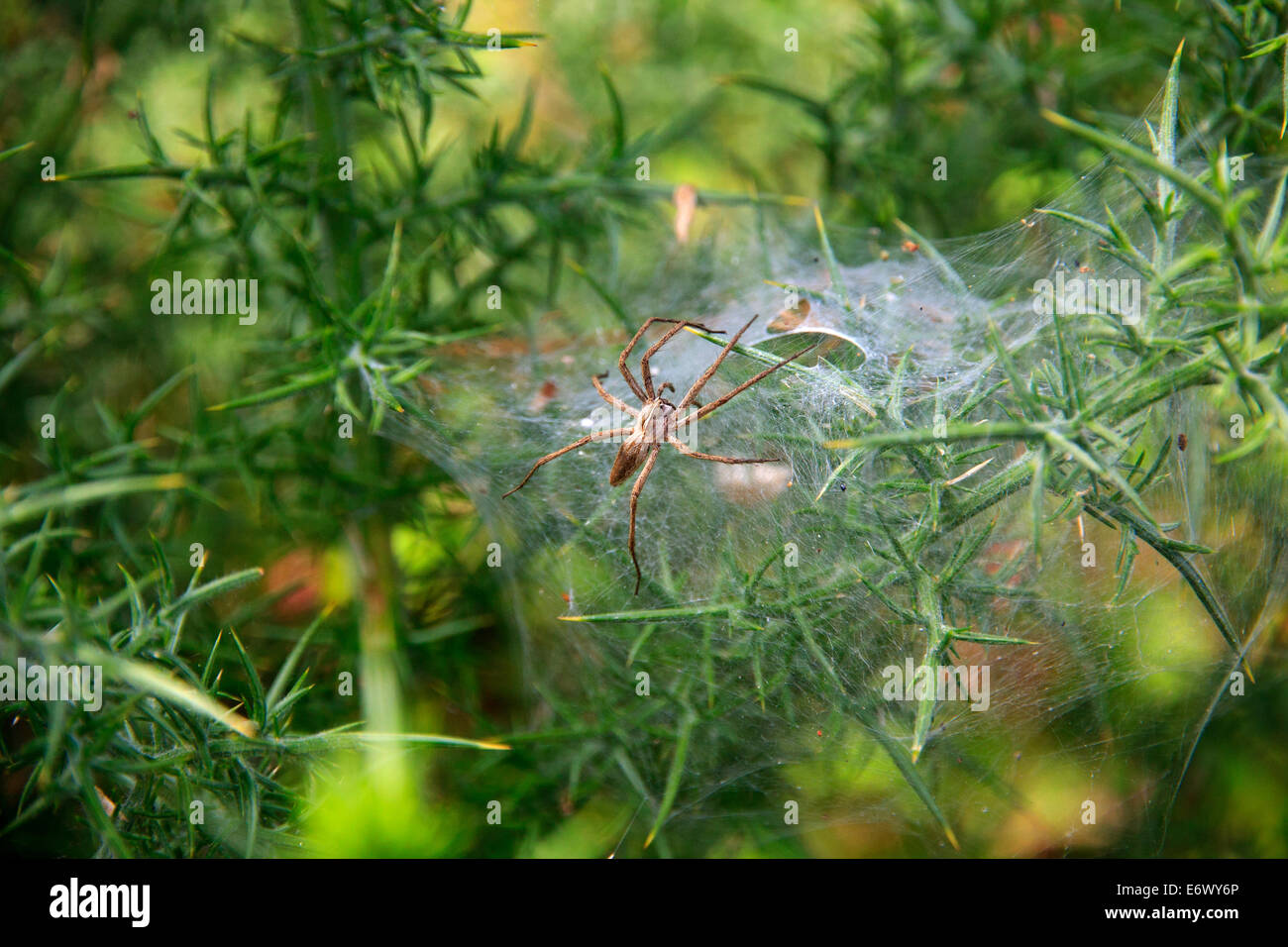 Pardosa Bifasciata Spider Web Stockfoto