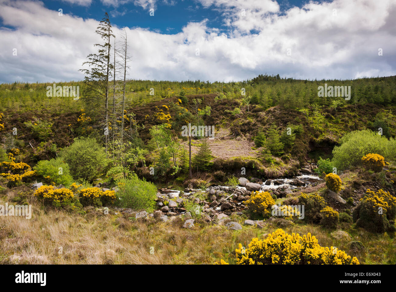 Eine Nadel-Forstwirtschaft-Plantage in den Galty Mountains, County Tipperary, Irland Stockfoto