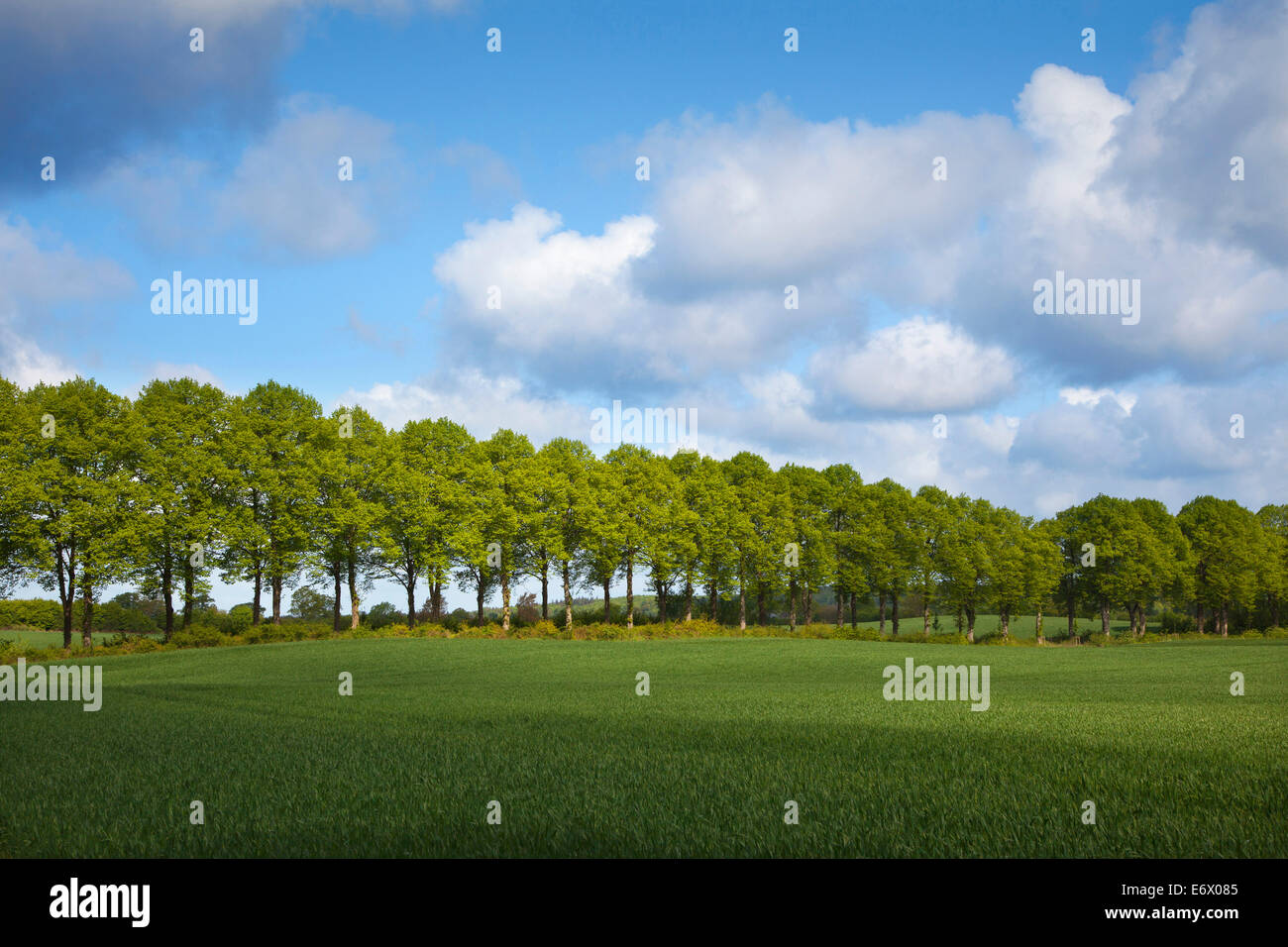 Allee von Linden, Holsteinische Schweiz, Schleswig-Holstein, Deutschland Stockfoto