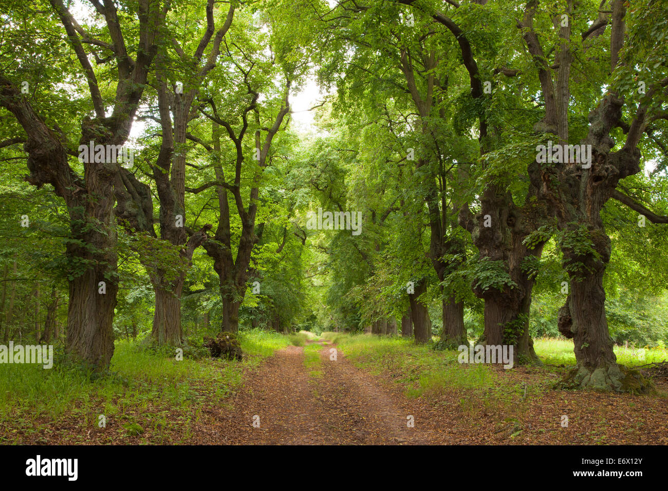 Allee von Linden, Thüringen, Deutschland Stockfotografie Alamy