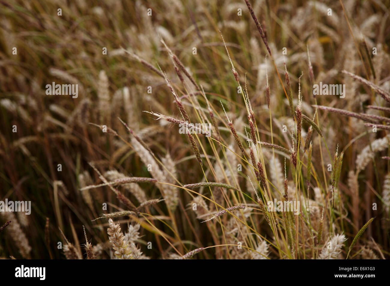 Reife Ähren in Norfolk, UK, Feld Stockfoto