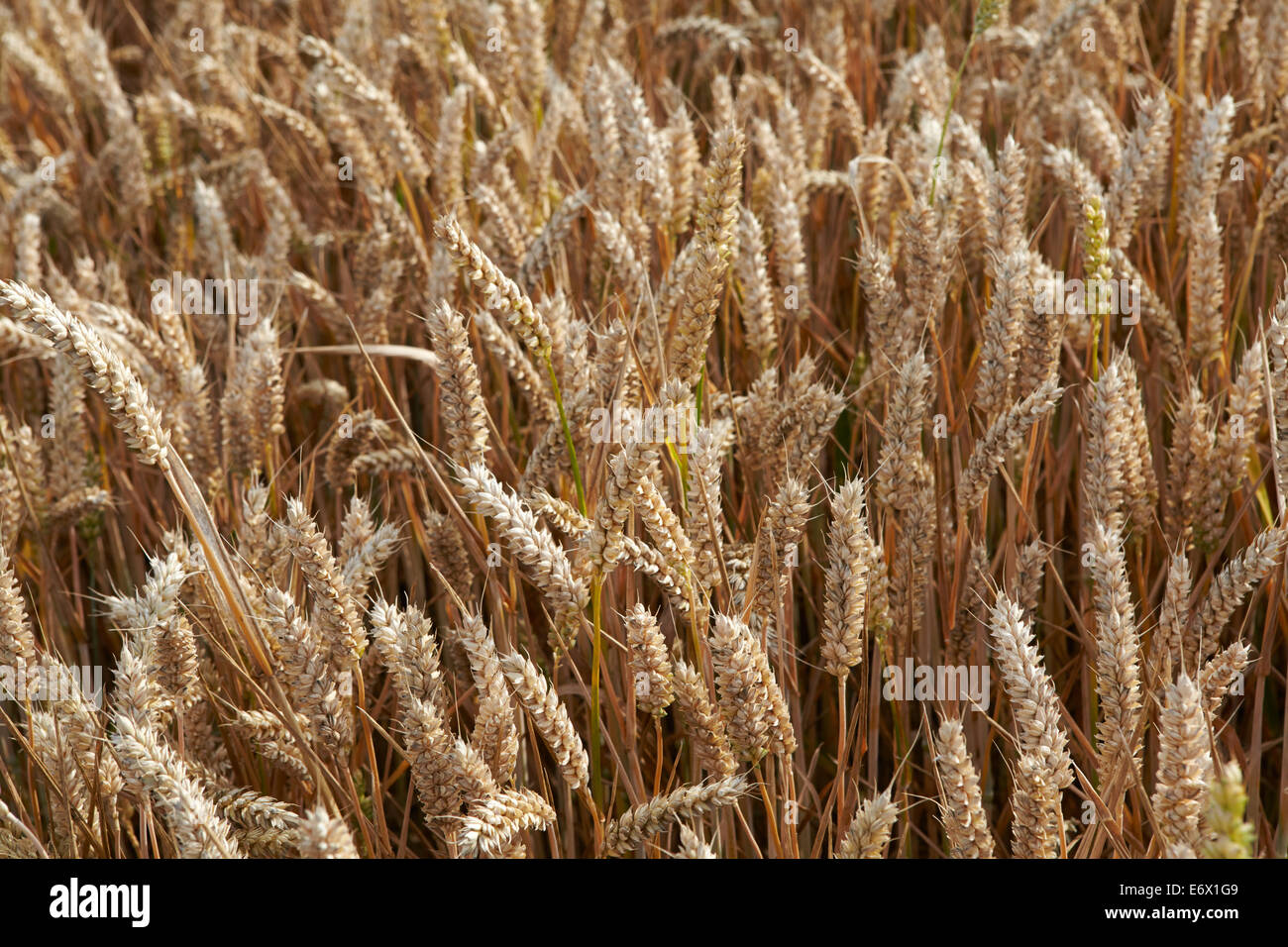 Reife Ähren in Norfolk, UK, Feld Stockfoto