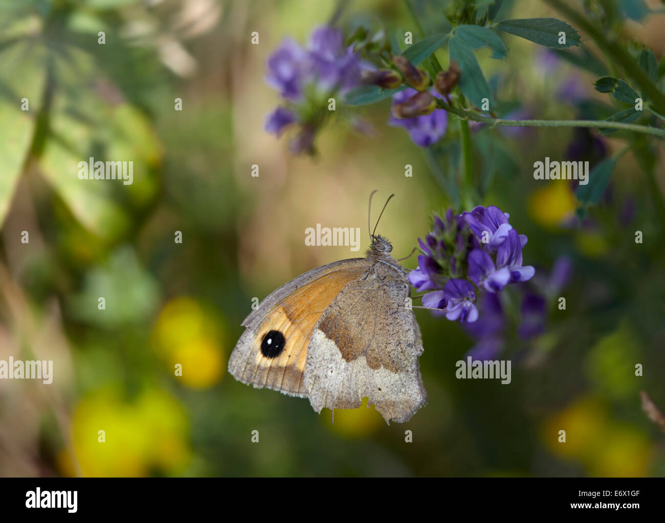 Weibliche Wiese braun Schmetterlinge ernähren sich von Wicke Blüte Stockfoto