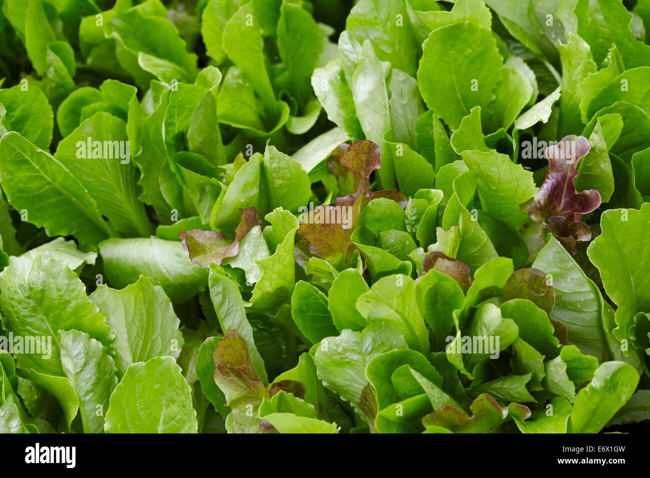 Gemischter Salat Blätter wachsen in einer Terrasse-Wanne Stockfoto