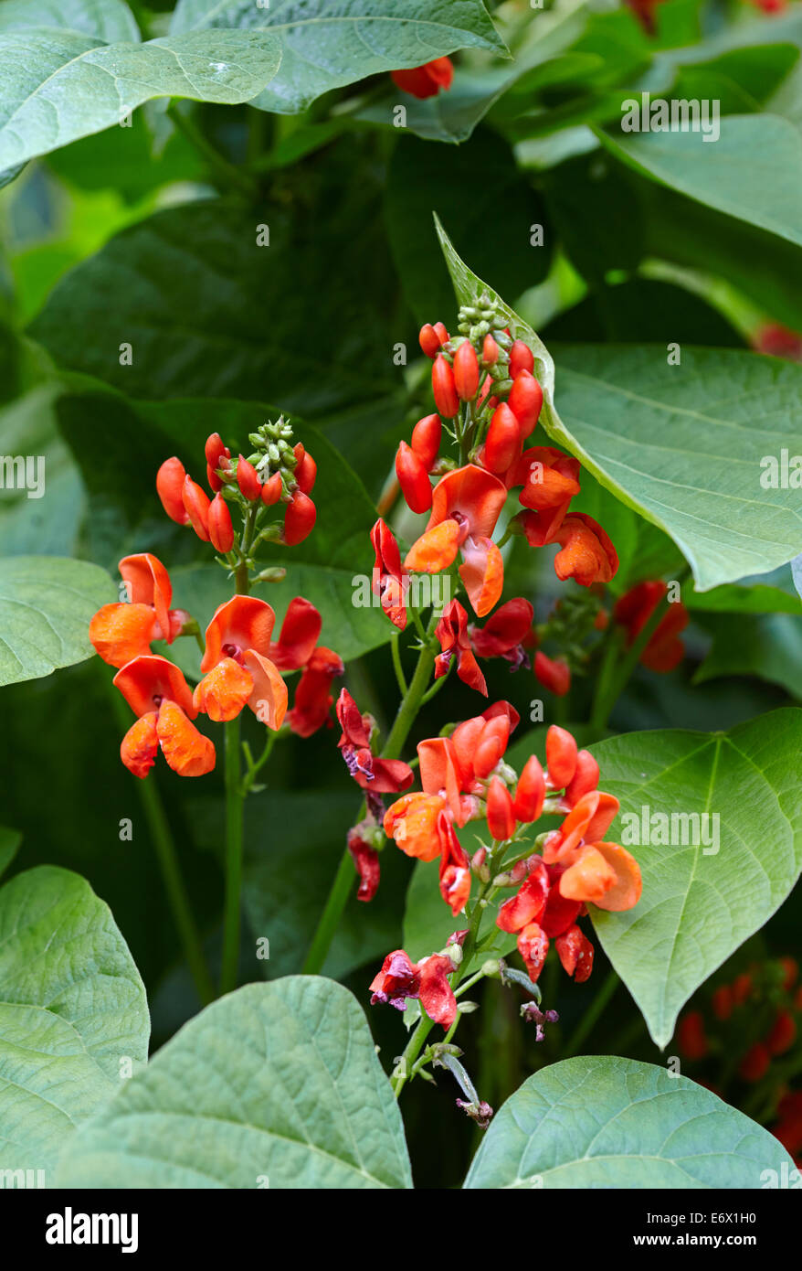Runner Bean Blumen - Scarlet Kaiser Stockfoto