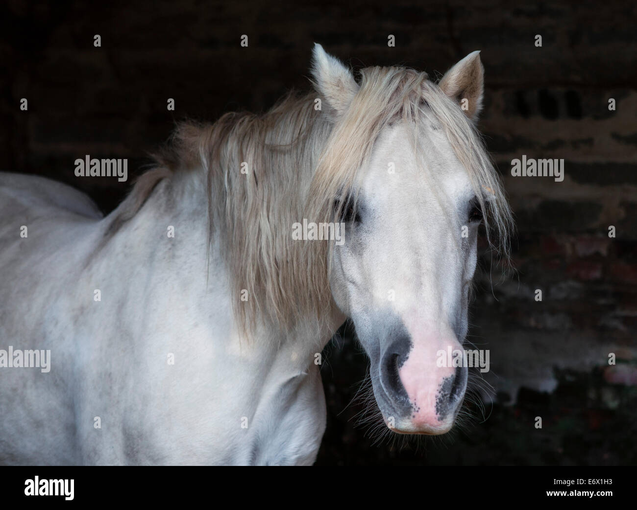Abschnitt A Welsh Mountain Pony im Stall Stockfoto