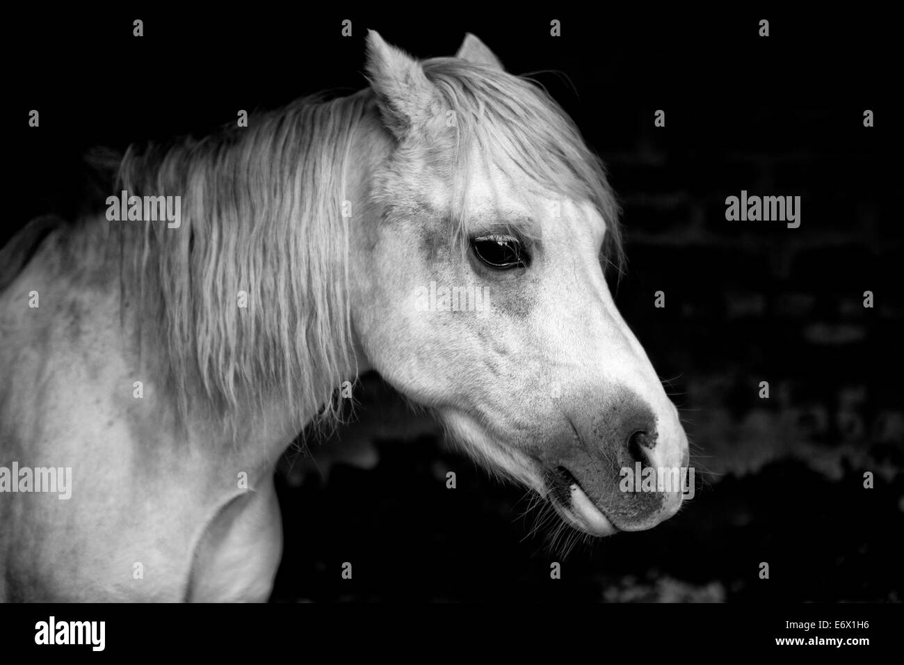 Abschnitt A Welsh Mountain Pony im Stall Stockfoto