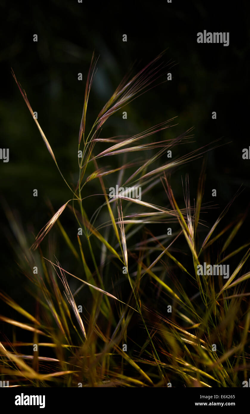 Wild Oat Grass wächst am Rand von einem Weizenfeld Stockfoto