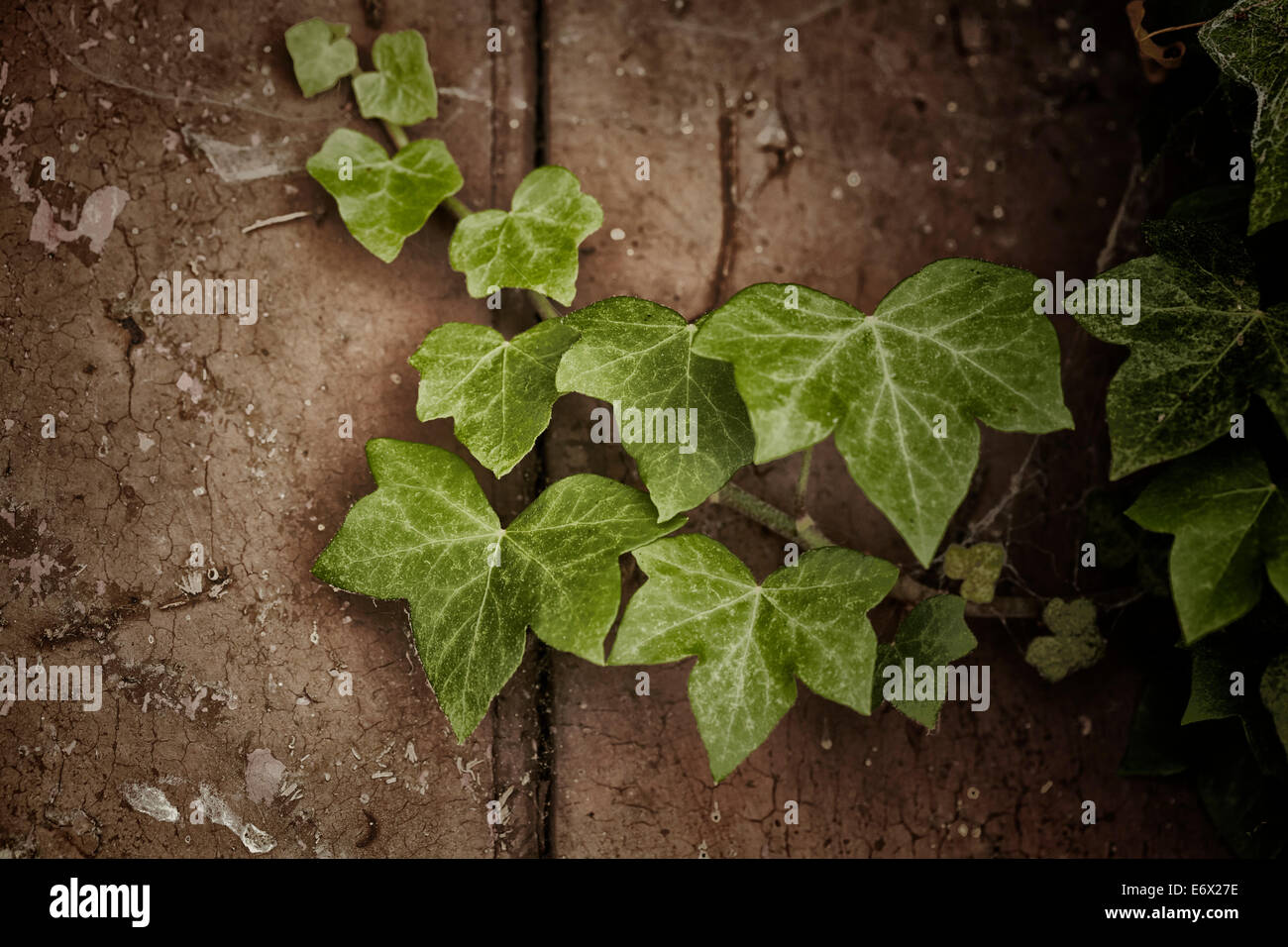 Efeu wächst über alte Tür Stockfoto