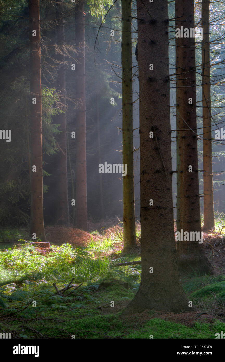 Frühen Morgenlicht in einem mysteriösen Kiefernwald Stockfoto