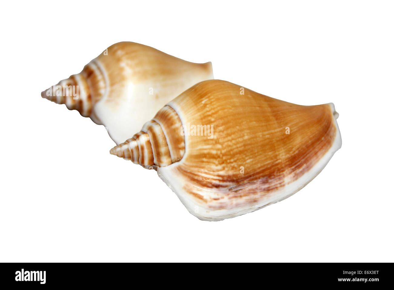 Hund Laevistrombus Conch canarium Stockfoto