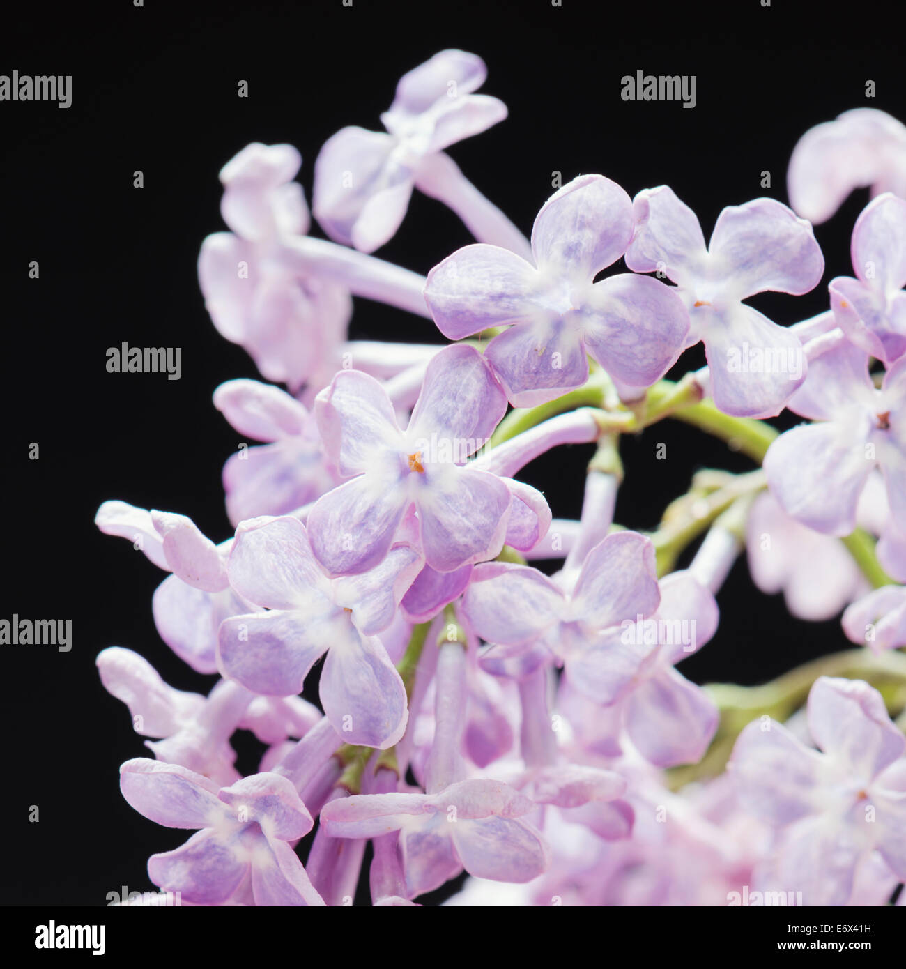 Nahaufnahme von lila Blüten (Syringa Vulgaris) Stockfoto