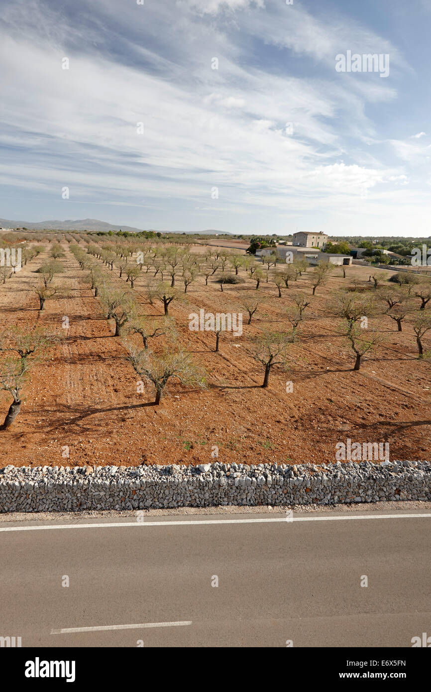 Mandelbäume neben der Landstraße MA-3400 in der Nähe von Santa Margalida, Nordinsel, Mallorca, Balearen, Spanien Stockfoto