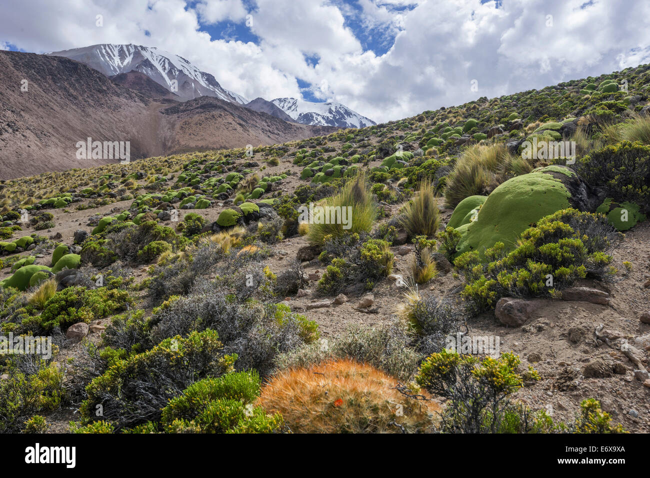 Maihueniopsis Kakteen (Maihueniopsis Colorea) wachsen auf den Hängen des Vulkans Taapacá Putre, Arica und Parinacota Region Stockfoto