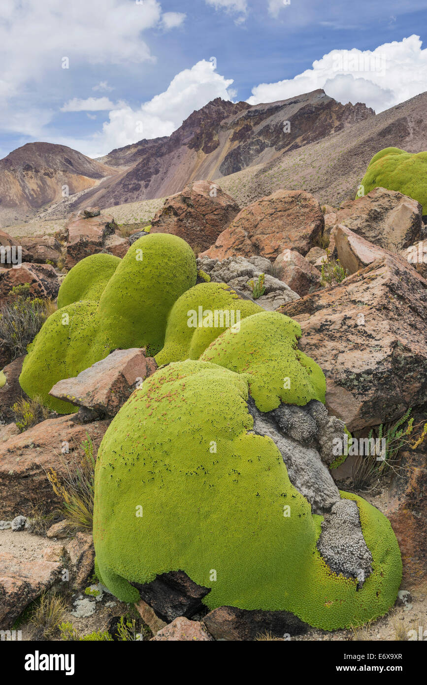 Yareta oder llareta Kissen Anlage (Azorella compacta), Putre, Arica und Parinacota region, Chile Stockfoto