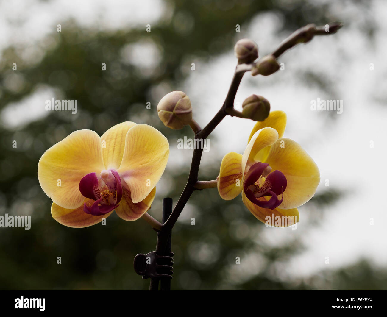 Gelbe Motte Orchideen Stockfoto