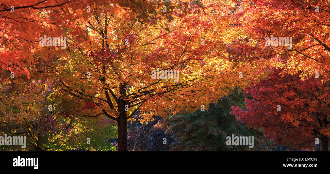 Herbstlaub in Needham, Massachusetts, USA Stockfoto