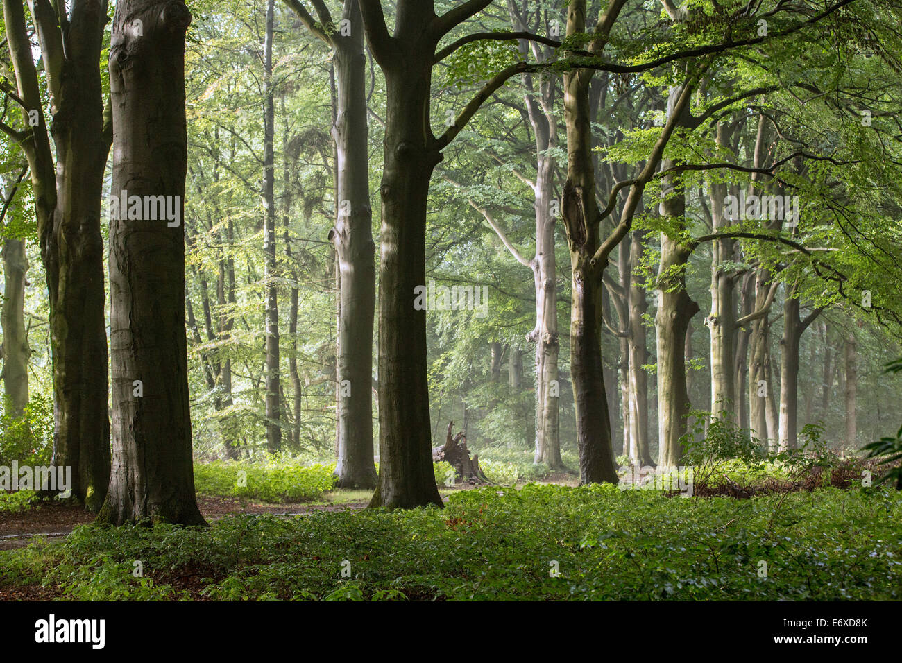 Niederlande,'s-Graveland, Landgut namens Spanderswoud. Wald. Buche Stockfoto