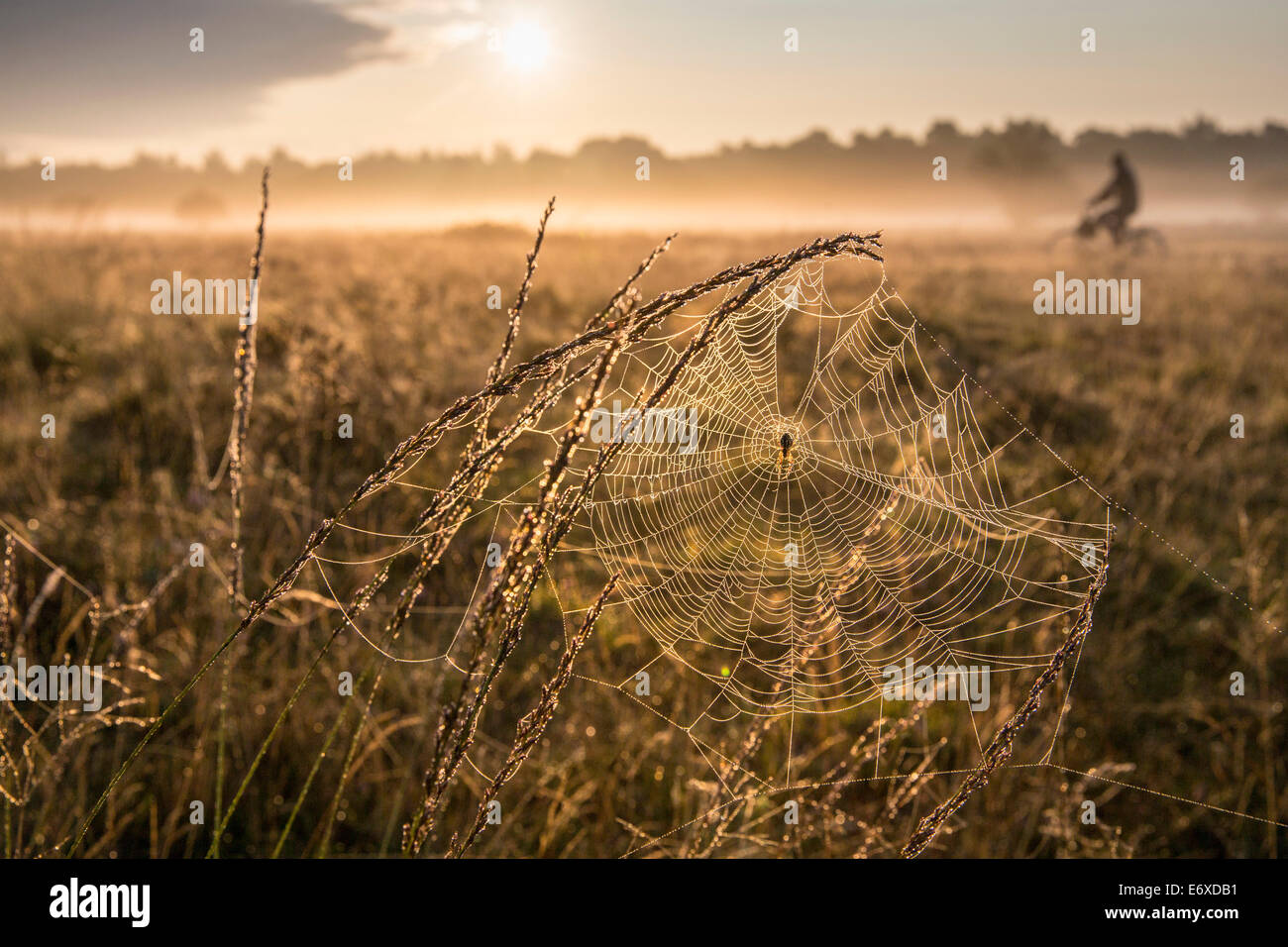 Niederlanden, Bussum, Heide und Moor genannt Fransche Kampheide. Sunrise. Spinnennetz und Radfahrer Stockfoto