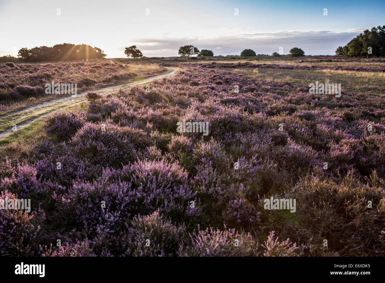 Niederlande, Blaricum, blühende Heide oder Moor genannt Tafelbergheide Stockfoto