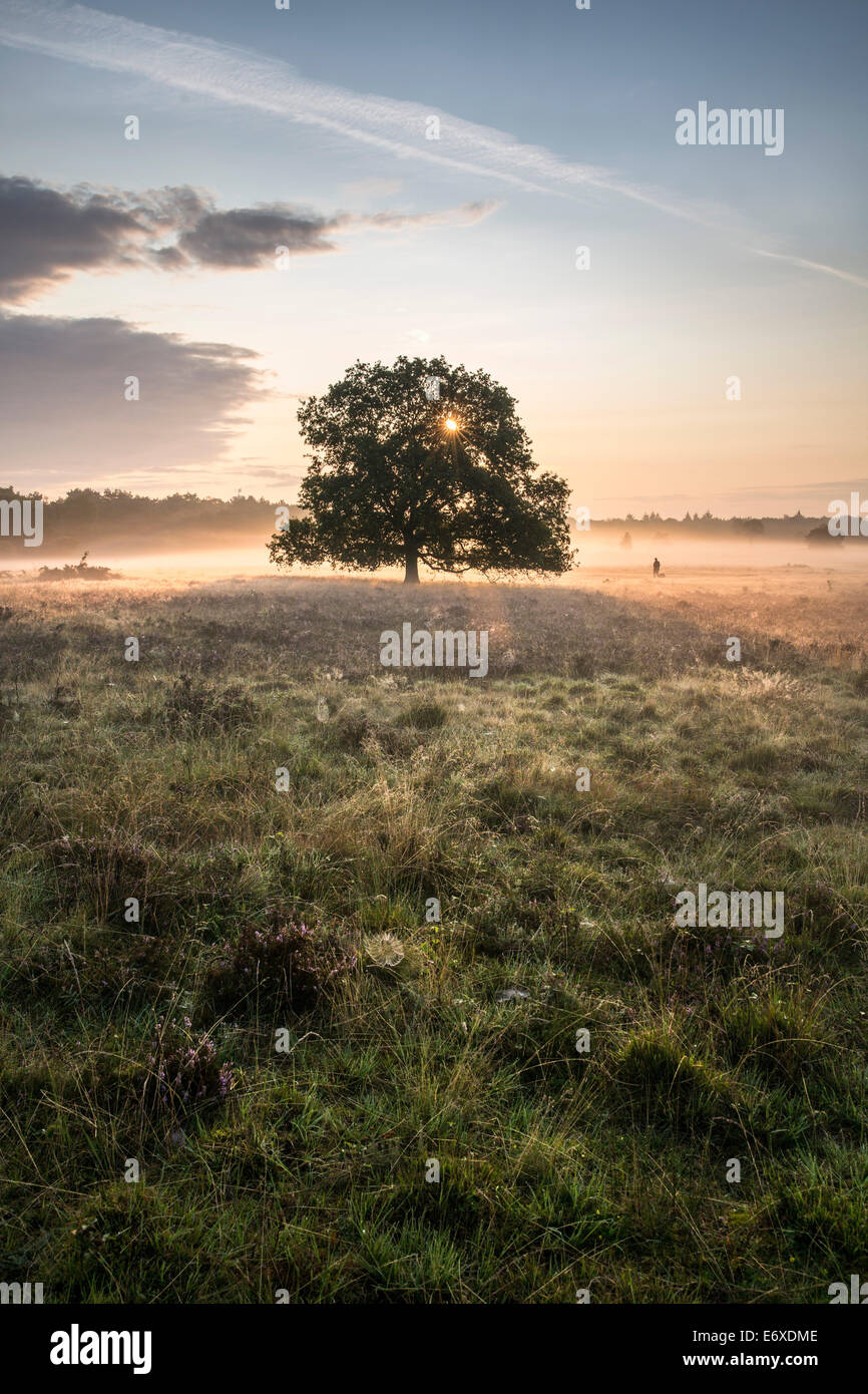 Niederlanden, Bussum, Heide und Moor genannt Fransche Kampheide. Sunrise. Mann mit Hund Stockfoto