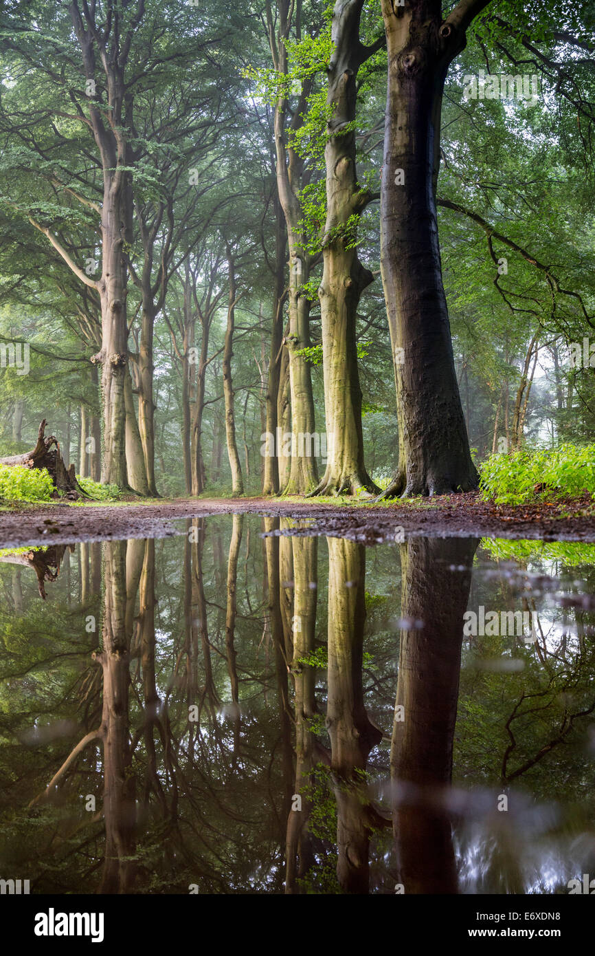 Niederlande,'s-Graveland, Landgut namens Spanderswoud. Wald. Reflexion der Buche Stockfoto