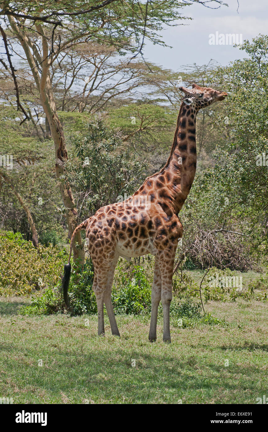 Rothschild Giraffe Surfen in Akazien Wald in Lake Nakuru National Park Kenia Ostafrika ROTHSCHILD GIRAFFE durchsuchen ACA Stockfoto