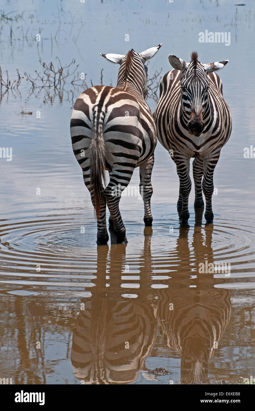 Zwei gemeinsame Zebra stehen nebeneinander in flachen Hochwasser am Seerand in Lake Nakuru National Park Kenia Ostafrika gemeinsame ZE Stockfoto