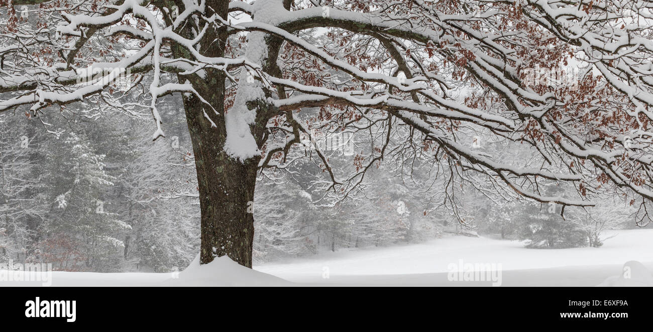 Eiche im Schnee bedeckt, während Schneesturm, Hill-Ridge-Reservat, Needham, Massachusetts, USA Stockfoto
