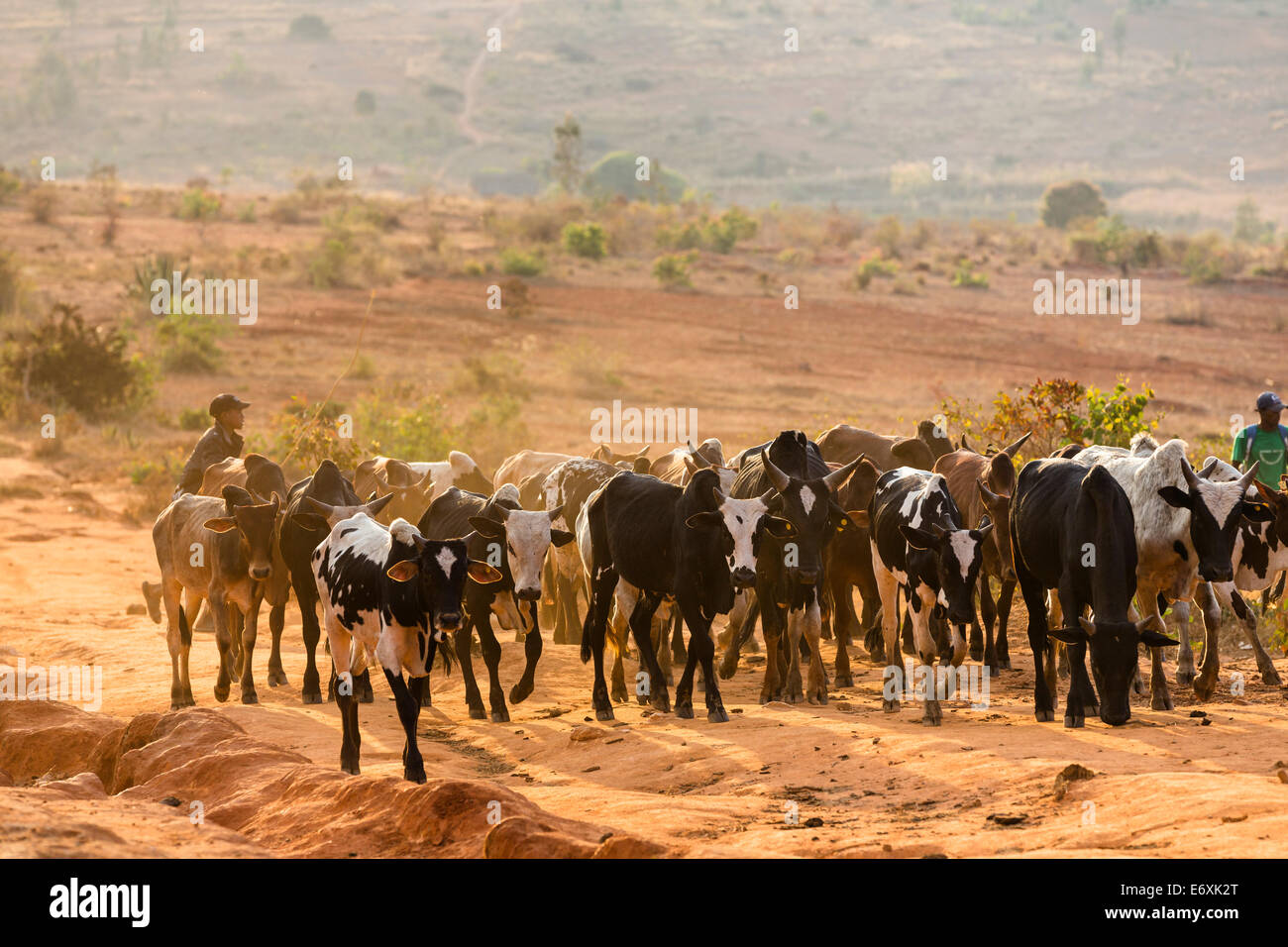 Zebu-Herde im Hochland in der Nähe von Ambalavao, Madagaskar, Afrika Stockfoto