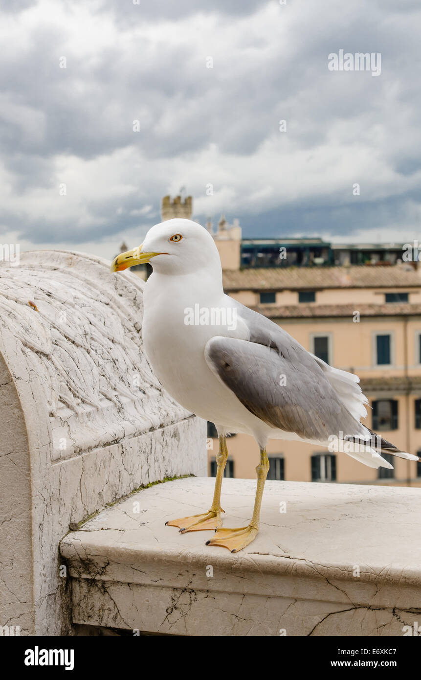 Möwe in der Stadt, grauen Himmel Stockfoto